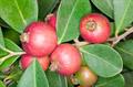strawberry guava 